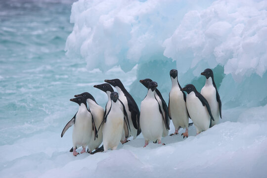 A group of Adelie penguins on an iceberg near Antarctica