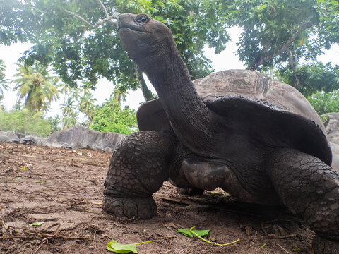 A giant aldabra tortoise, endemic of the Seychelles Islands