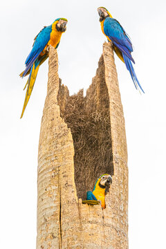 Beleza das aves do cerrado em dia de clima fechado
