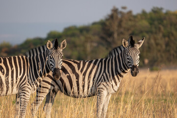Plains Zebra, South Africa, Golden Hour © AnttiValos