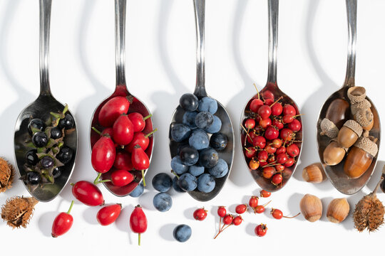 A close-up of various wild berries arranged on spoons against a white background. The selection includes both edible and poisonous berries.
