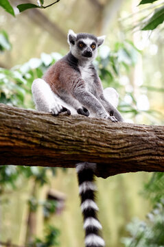 Ring tailed lemur looking at camera while resting on branch in greenery.