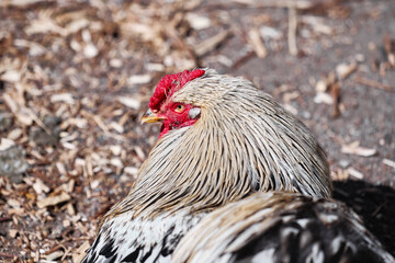 Close-up portrait of a rooster with cream and black feathers and a bright red comb resting on straw and wood chips, conveying rural life, calmness, texture and natural animal detail. © Loginova