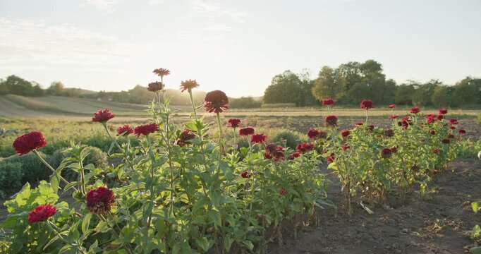Beautiful red zinnia flower field at sunset