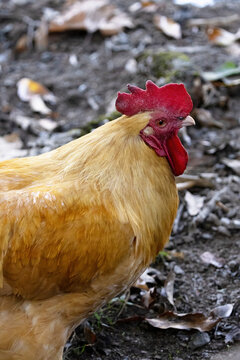 Rooster Standing on the Ground at Oconaluftee Visitor Center in North Carolina