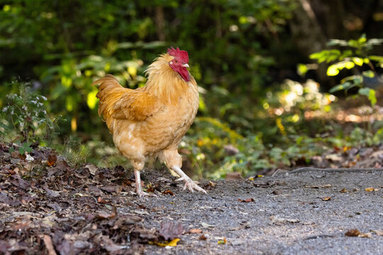 Rooster Strutting Along a Path at Oconaluftee Visitor Center in North Carolina