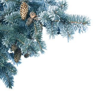 Christmas fir tree branch covered by snow isolated
