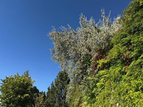 Russian olive tree, Elaeagnus angustifolia, with silvery foliage growing beside green trumpet vine, Campsis radicans, isolated against a bright blue sky on a sunny daylight day.