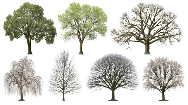 Isolated collection of various deciduous trees in different seasons for architectural landscaping