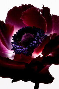 Deep red flower with violet stamens and a glowing centre
