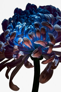 Electric blue flower with curled petals on white