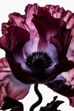 Backlit pink flower with translucent petals and curved stem