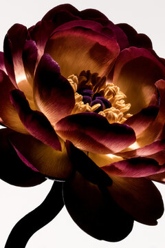 Burgundy flower with glowing amber petals on white