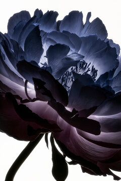Blue flower with translucent layered petals on white