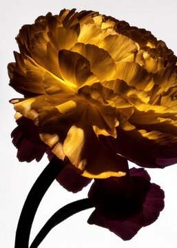 Golden flower with luminous layered petals and curved stems