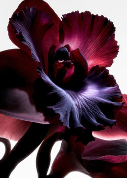 Burgundy flower with sculptural violet ruffled petals