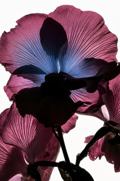 Backlit pink flowers with blue centres and translucent petals