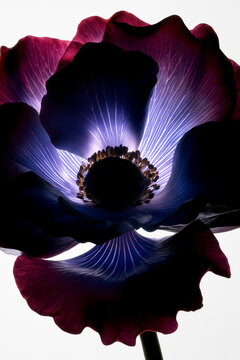 Burgundy flower with glowing violet petal veins on white