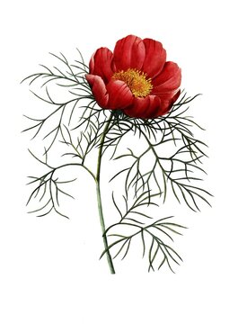 Paeonia tenuifolia, peony, digitally processed reproduction of a watercolour drawing from the year 1827