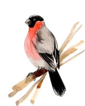 Hand-Drawn Watercolor Eurasian Bullfinch perching on Branch, Scanned Painting