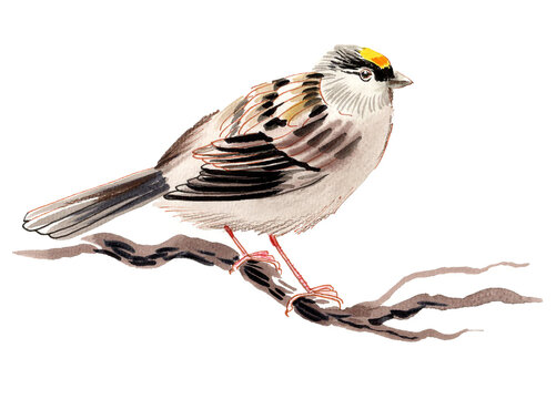 Hand-Drawn Watercolor Golden-Crowned Sparrow perching on Branch, Scanned Painting