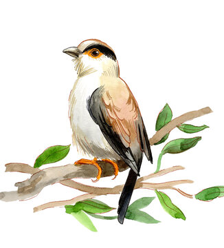 Hand-Drawn Watercolor Tit. Shrike-babbler perching on Leafy Branch, Scanned Painting