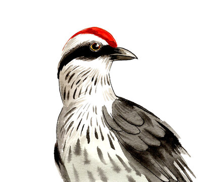 Hand-Drawn Watercolor Woodpecker. Red-Crowned Bird Portrait, Scanned Painting