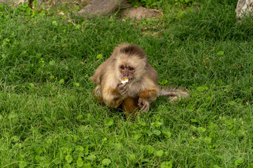 Adorable Brown Capuchin Monkey Sitting on Green Grass and Eating Food © Etzon
