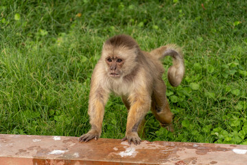 Curious Brown Capuchin Monkey Leaning on a Low Wall and Observing Attentively © Etzon