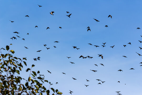 Huge flock of black birds soaring high across boundless azure autumn sky during October migration, feathered creatures flying together gracefully