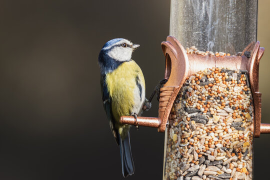 Blue tits perched among autumn branches at Hauxley Nature Reserve, Northumberland, captured in a calm wildlife photo series
