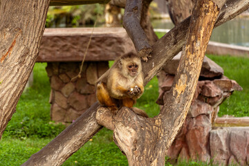 Adorable Brown Capuchin Monkey Sitting on Green Grass and Eating Food © Etzon