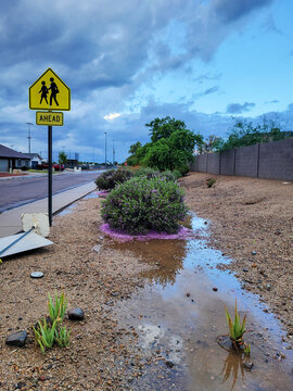 Desert style xeriscaped roadside with puddles of rain storm water and Agave and Texas sage under morning cloudy sky, Phoenix, AZ