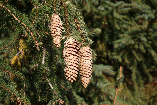 Norway spruce pine cones on branches. Close up of pendant cylindrical cones with overlapping scales on spiral needle-covered branches. Hasliberg, Bernese Oberland, Switzerland. Selective focus.
