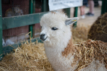cute baby alpaca with fluffy white and brown wool sitting on dry hay inside a farm pen. © Gabriel