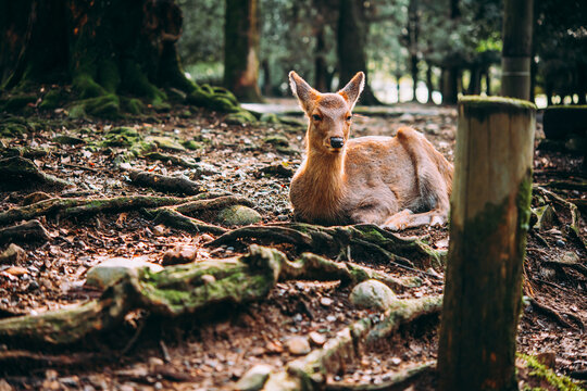 Deer walking around the Nara park in Nara, Japan.