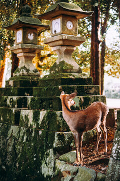 Deer walking around the Nara park in Nara, Japan.