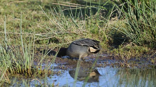 Eurasian Teal, Anas crecca, birds in spring courtship on marshes