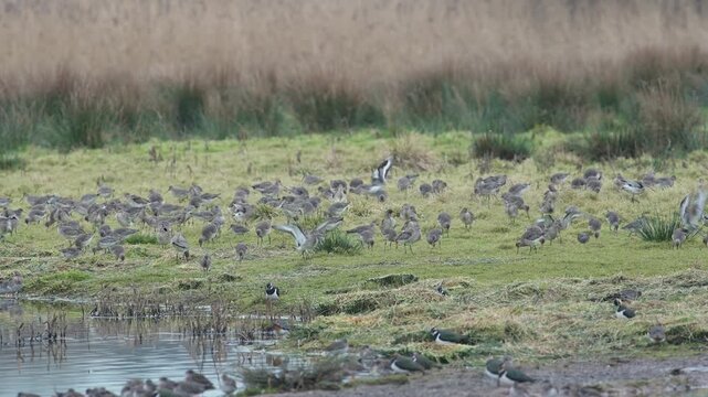 Black-tailed Godwit (Limosa limosa) in environment, Devon, England, United Kingdom