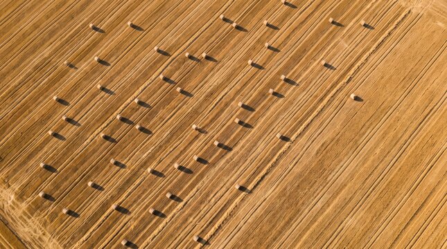 Aerial view of a harvested golden wheat field with straight parallel stripes and small round hay bales casting long shadows. Concept of agriculture, farming, harvest season, rural patterns and