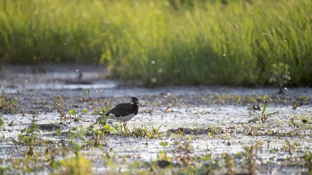 Northern lapwing (Vanellus vanellus), plumage care in the light of the evening sun on the wet meadow, Lower Saxony, Germany