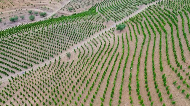 Aerial view of vineyards in the Priorat designation of origin wine region in the province of Tarragona in Catalonia in Spain