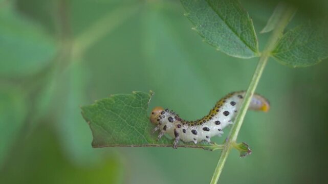 Brush horn leaf wasp (Argidae), anus caterpillar, larva eats rose leaf, Velbert, North Rhine-Westphalia, Germany