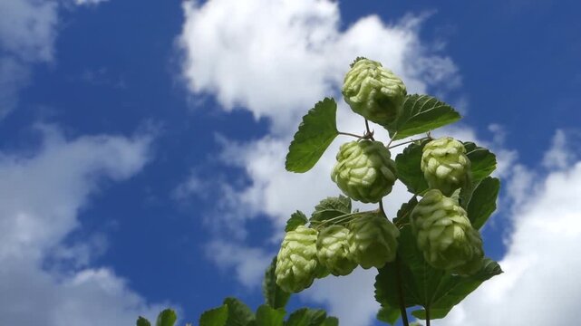 Wild form of the true hop (Humulus lupulus) moving in the wind, Berlin, Germany