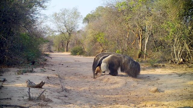 Giant anteater (Myrmecophaga tridactyla) crossing a forest path in its natural habitat in thorn bush dry forest, Gran Chaco, Paraguay, South America