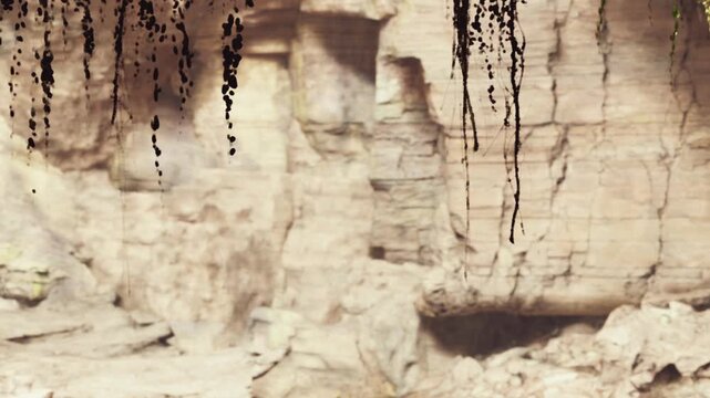 Rugged rock walls rise inside a natural cave as thin vines hang from above in the soft daylight. The textured surface of the limestone reveals layered formations under the warm glow of the sun.