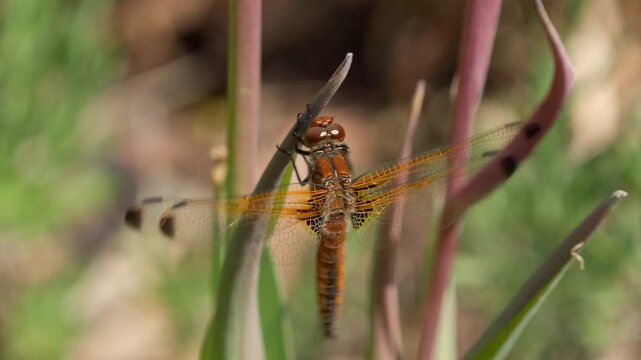 Lacewing female (Libellula fulva), sitting in the wind on a plant stem, close-up, Genthin, Saxony-Anhalt, Germany