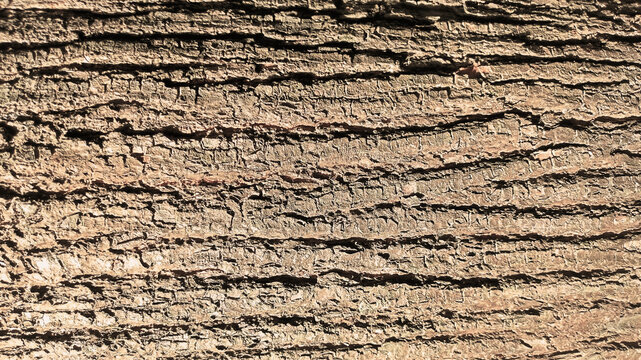Horizontal tree bark lines forming ribbed texture with earthy brown tones and detailed ridged surfaces for natural rustic background design materials.