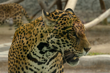 Close Up Profile Portrait of a Spotted Jaguar Head in Captivity © Etzon