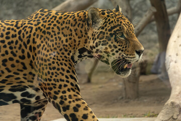 Detailed Side Profile Portrait of a Prowling Spotted Jaguar © Etzon